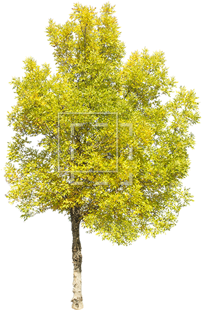 Tall Green Juniper - Yellow Tree Png (450x450)