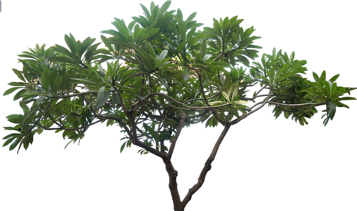 Jungle Tree Png Picture - High Resolution Tree Png (731x448)