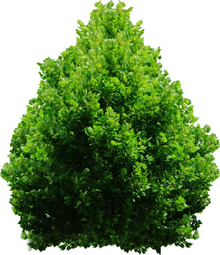 Tree Png By Dbszabo1 - Top Tree Png Free (731x844)
