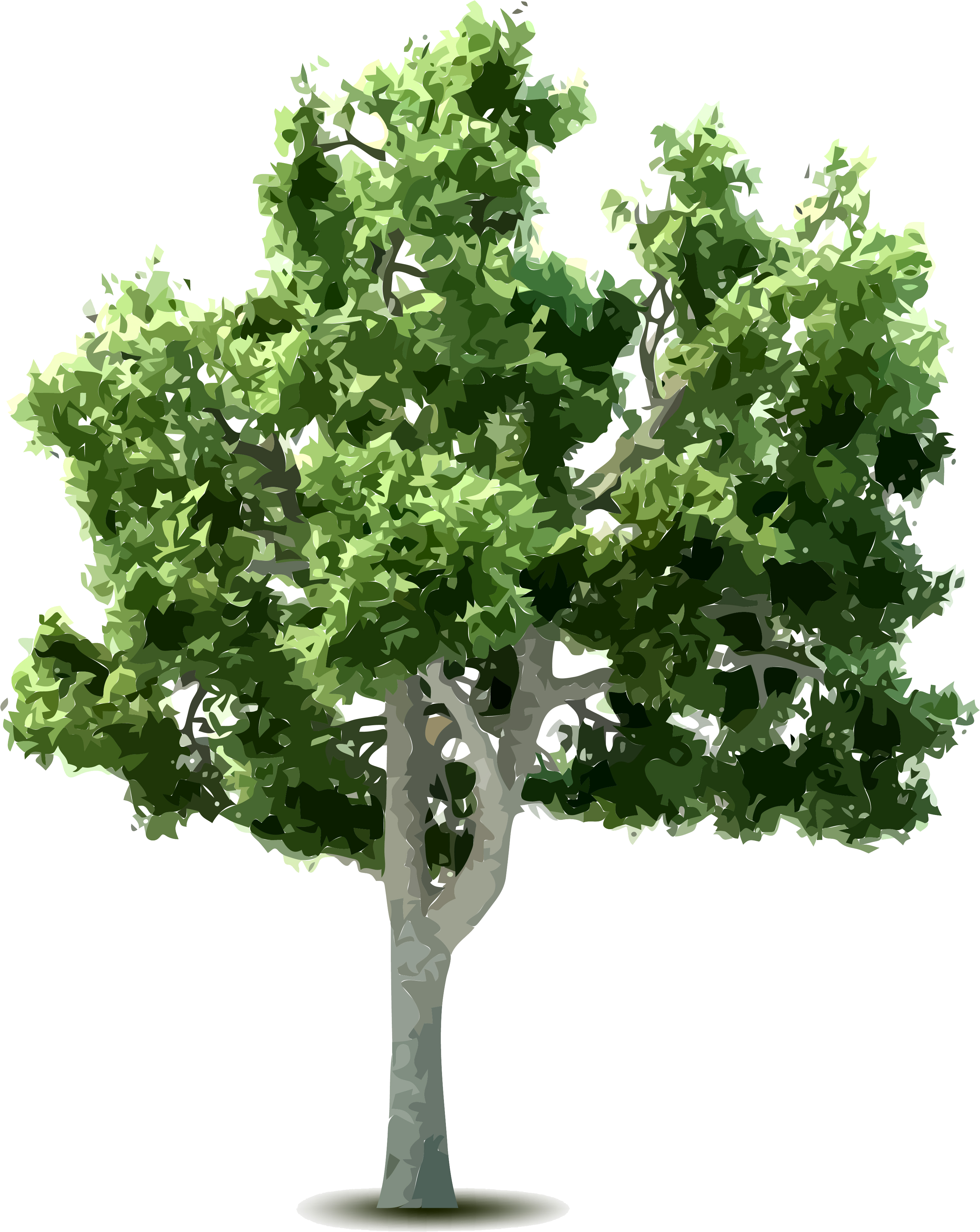 Tree Download Clip Art - Tree Download Clip Art (3044x3829)