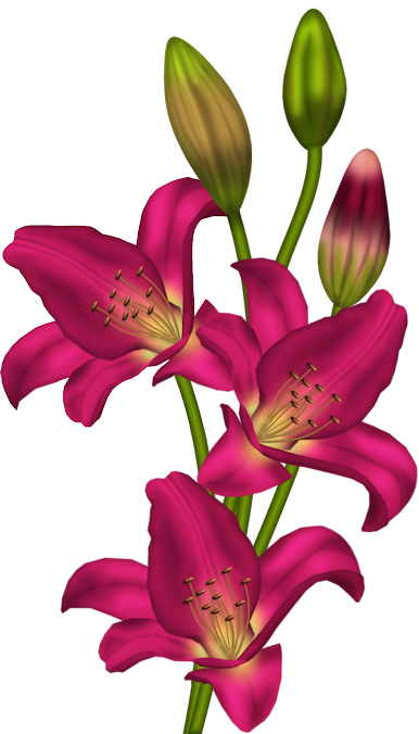 Clip Art Flower Stargazer (386x676)
