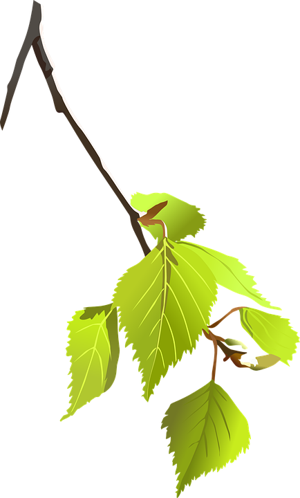 Birch, Branch, Leaves, Plant, Nature, Tree - Tree Branch Vector Png (434x720)
