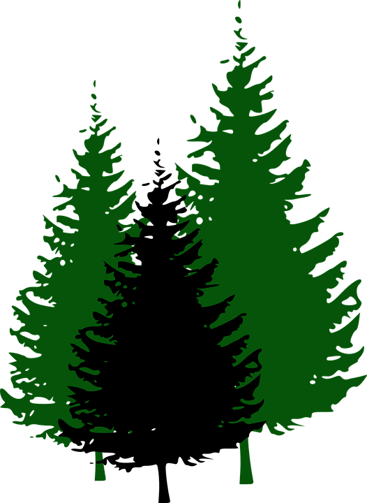 Pine Trees Cliparts 10, Buy Clip Art - Pine Trees Cliparts 10, Buy Clip Art (526x720)