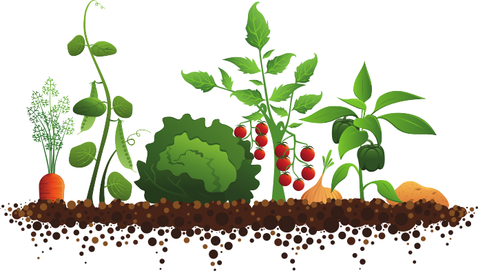 Plant Garden Clipart - Vegetable Garden Illustration (694x393)
