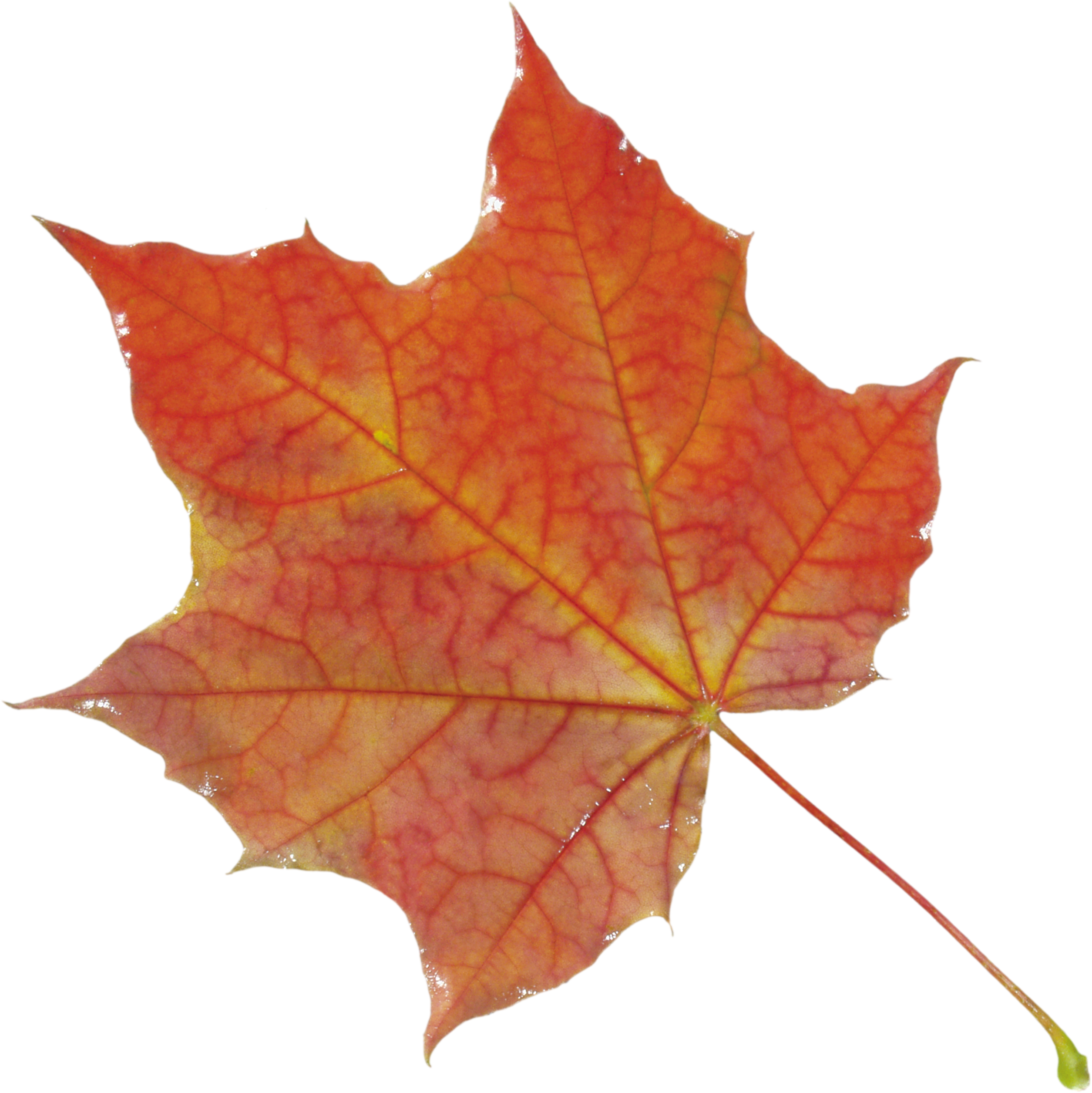 Autumn Leaves Clip Art - Leaf Autumn (2509x2510)