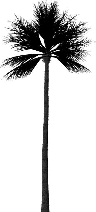 Palm Trees Silhouette 17, Buy Clip Art - Тень От Пальмы Png (326x720)