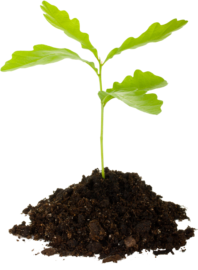 Last Chance For Spring 2013 Tree Planting - Tree Sapling Transparent (703x1000)