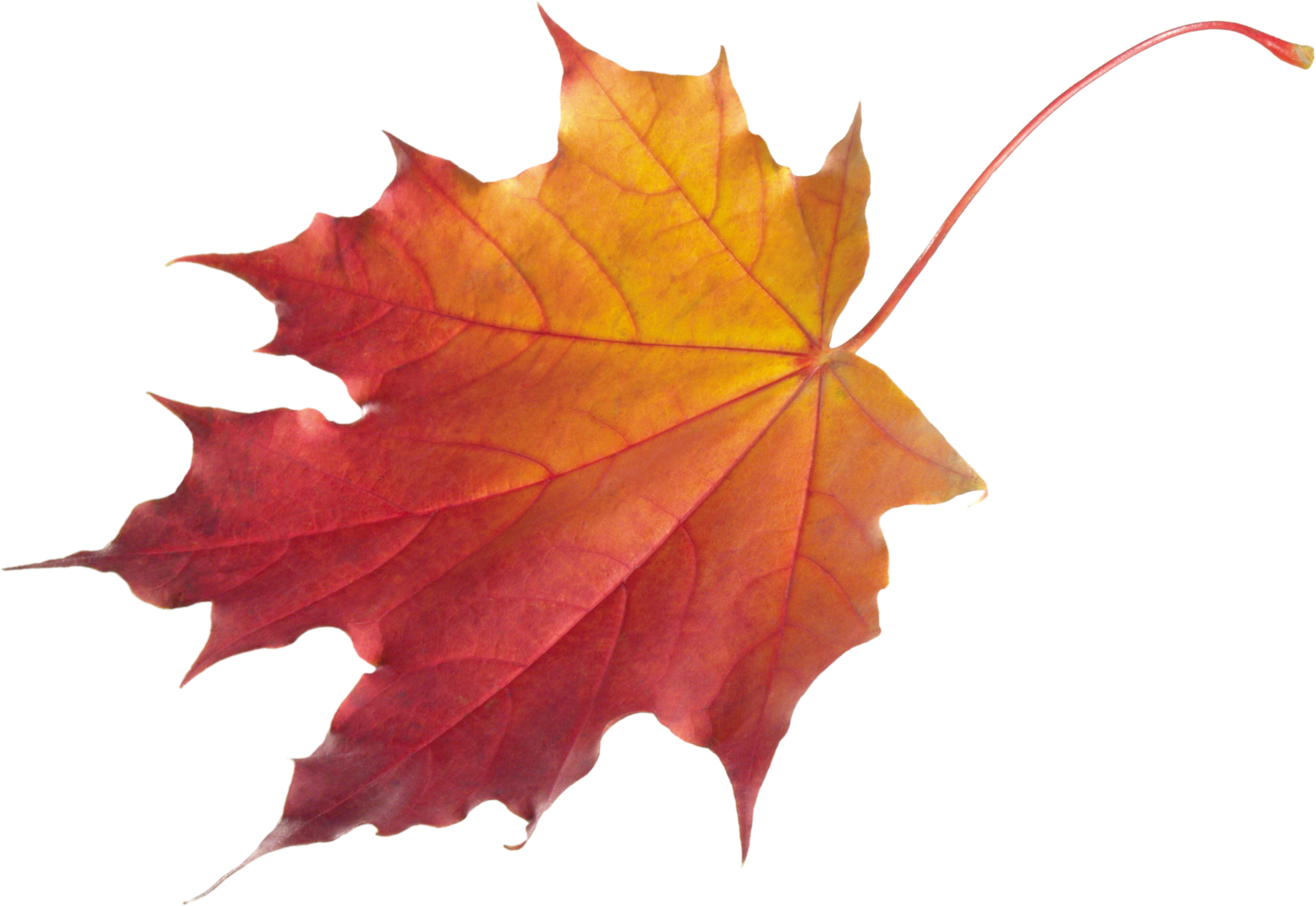 Download Png Image Autumn Png Leaf Nd8fhk Clipart - Fall Leaf Transparent Background (3101x2136)