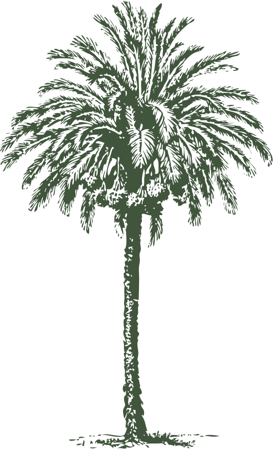 Arecaceae Date Palm Art Clip Art - Arecaceae Date Palm Art Clip Art (548x900)