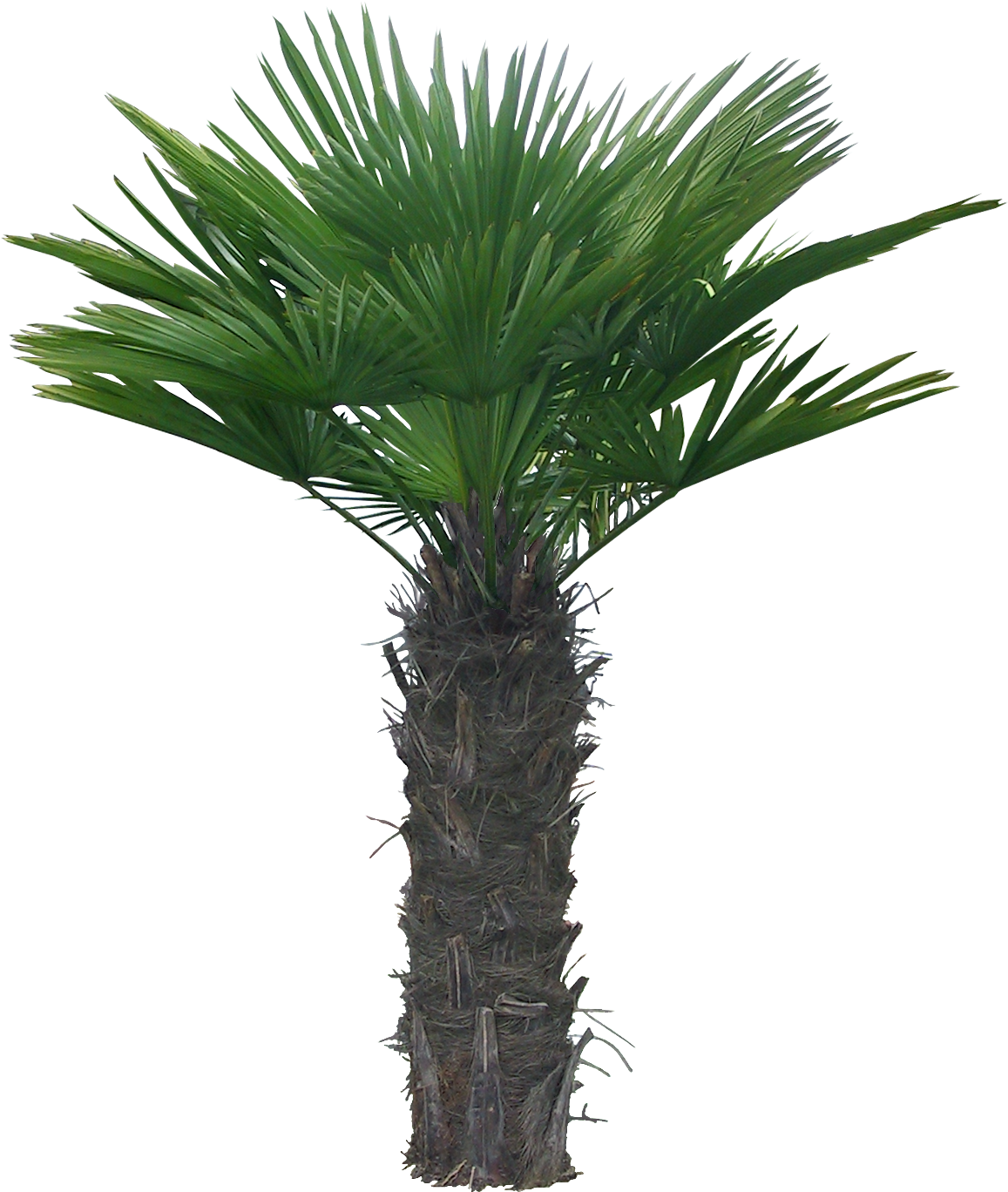 Arecaceae Clip Art - Arecaceae Clip Art (1212x1416)