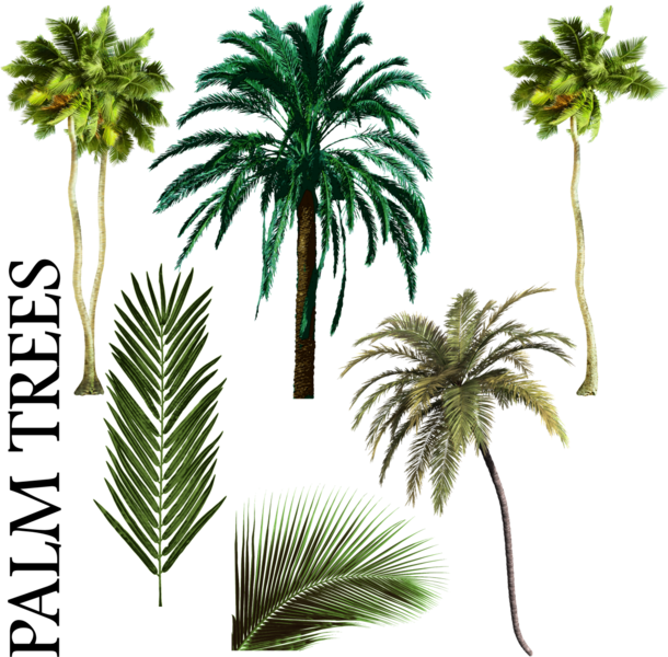 Palm Tree Vector Png Palmiye Ağacı Karışımı Psd, Vektör - Palm Tree Psd Free (610x600)