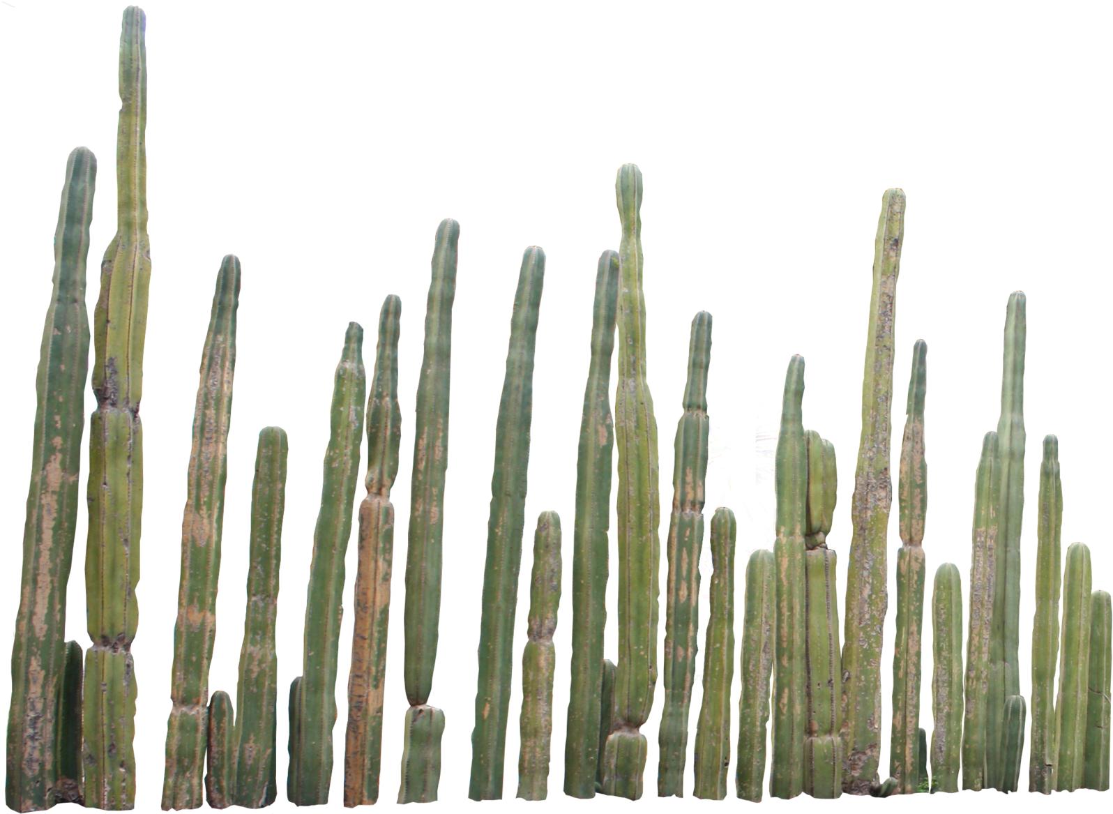 Cactus Png - 1000 Pics - Cactus Png (1600x1179)