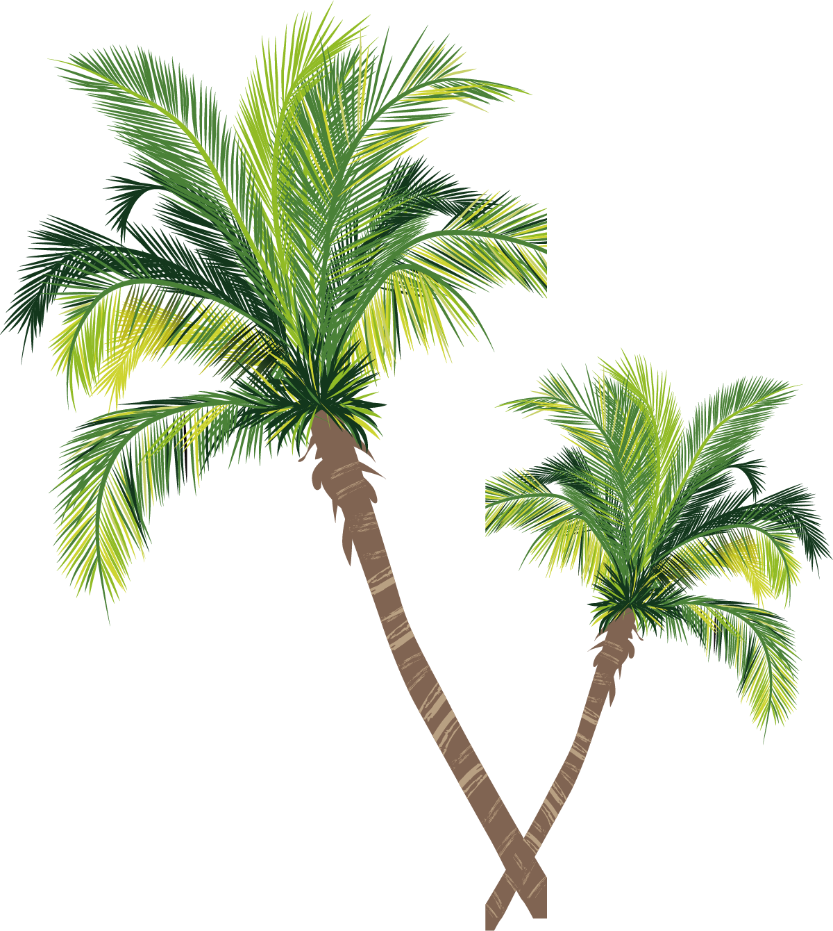 Asian Palmyra Palm Coconut Tree Euclidean Vector - Clw Clear Tpu Case For Iphone 6plus / 6s Plus - California (1200x1340)