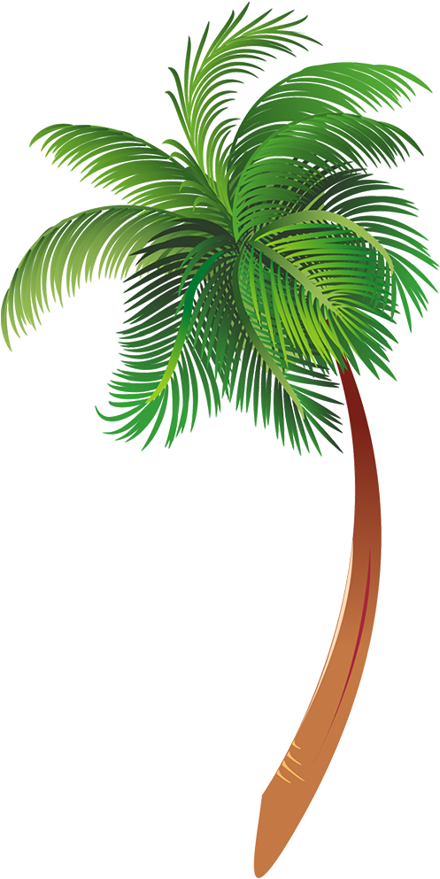 Palm Tree Cartoon Png (496x1000)