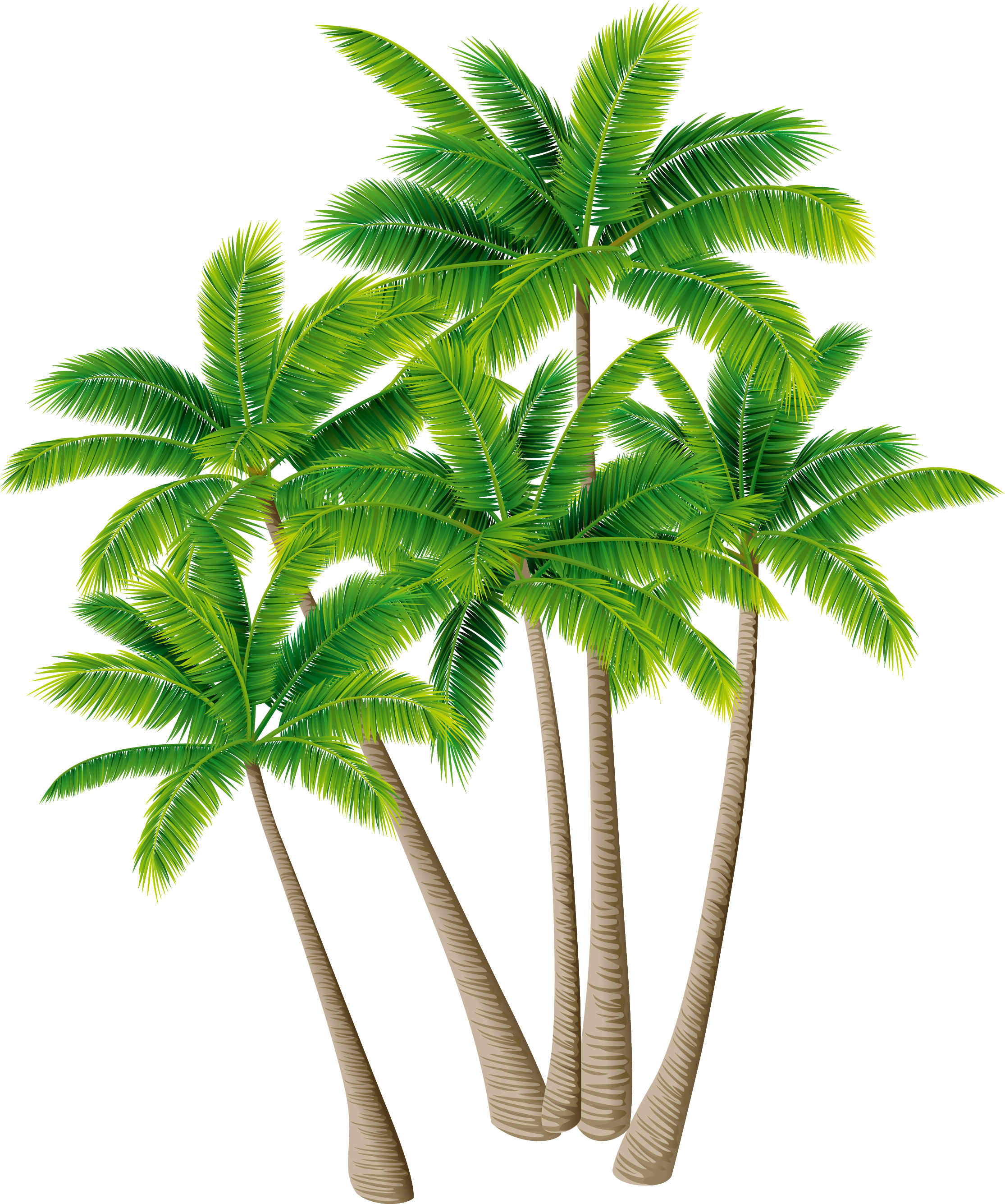 Coconut Tree Arecaceae Download - Coconut (2230x2669)