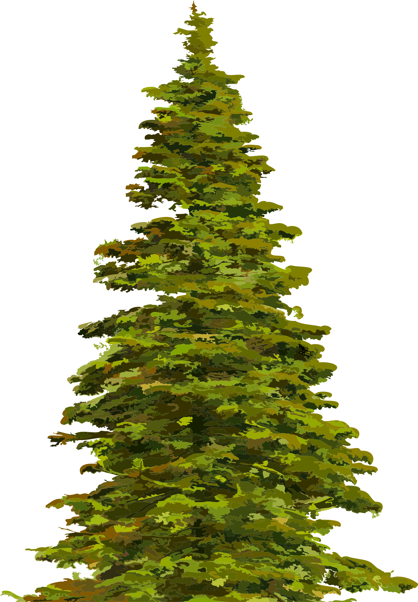 Spruce Clipart - - Spruce Clipart - (2400x2400)