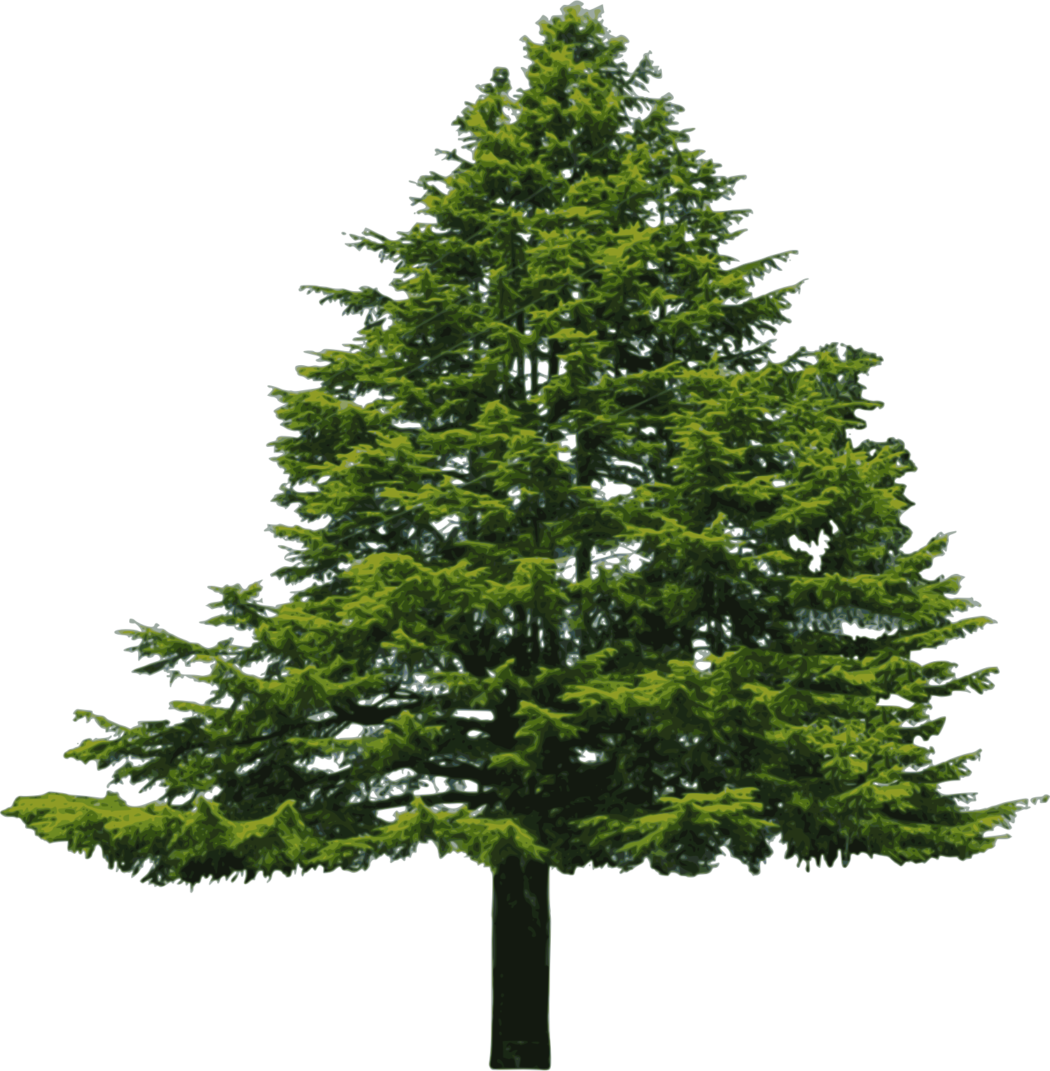 Douglas Fir - Douglas Fir White Background (1504x1534)