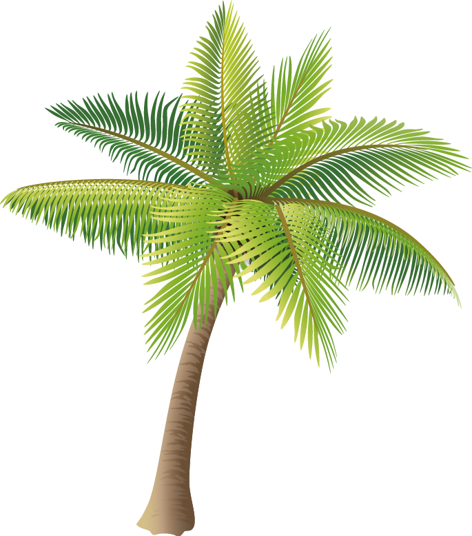 Coconut Tree Vector Material Png - Palm Tree Vector Png (685x778)