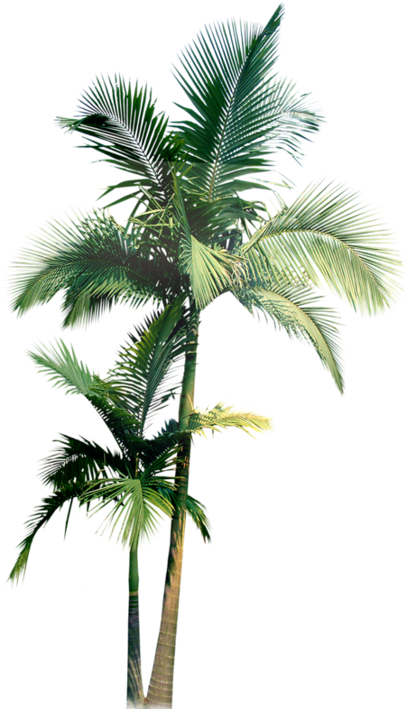 Tree Arecaceae Flower Clip Art - Tree Arecaceae Flower Clip Art (800x800)