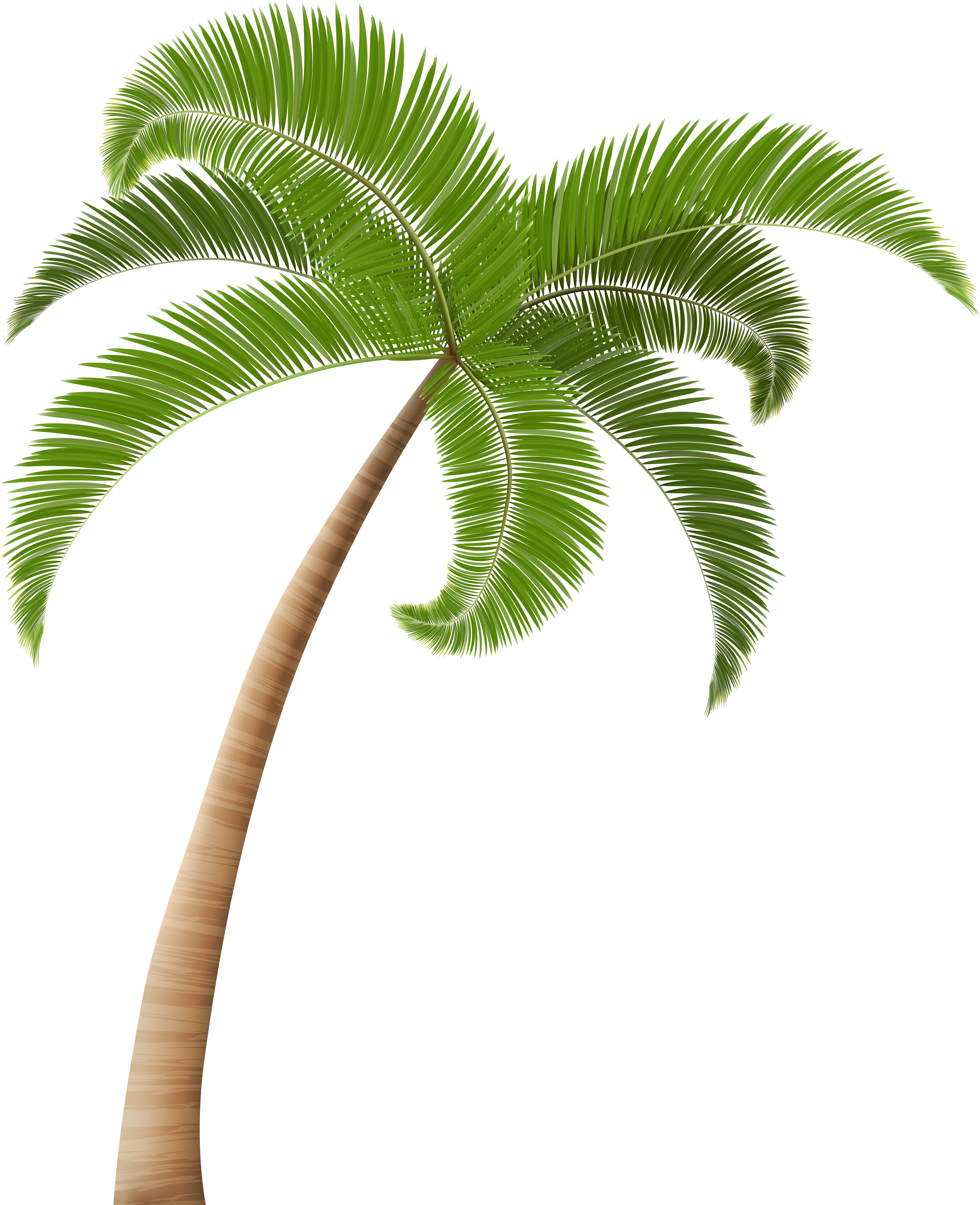 Coconut Tree Png Image Background Source - Coconut Tree Clipart Png (4176x5000)