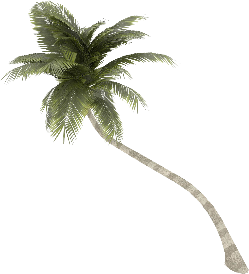 Coconut Tree Png Images Transparent Free Download - Palm Tree No Background (1200x1200)