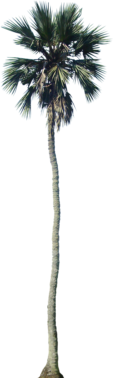 Tropical Plant Pictures - Palm Tree Cutout Png (405x1308)