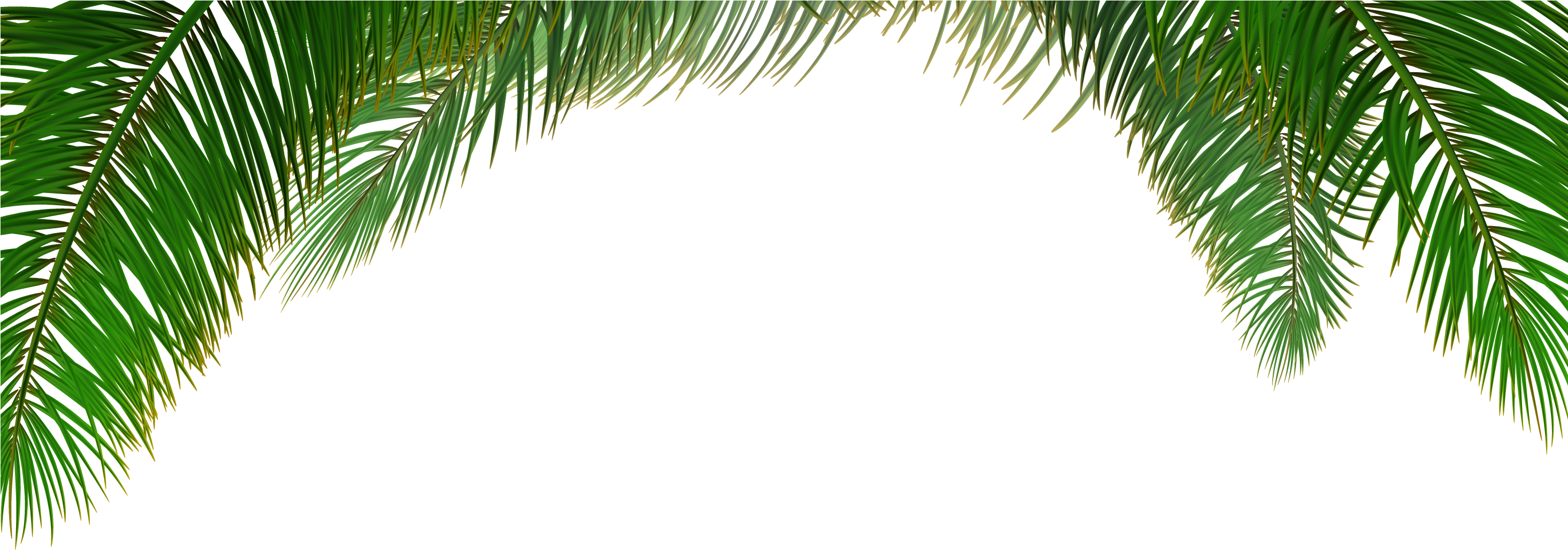 Arecaceae Tree Euclidean Vector Leaf - Palm Tree Background Vector (2929x1600)