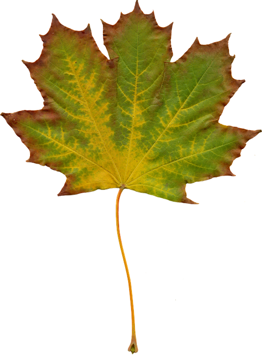 Free Photo Leaves Nature Autumn Clipart Image On - Yaprak Clipart (532x720)