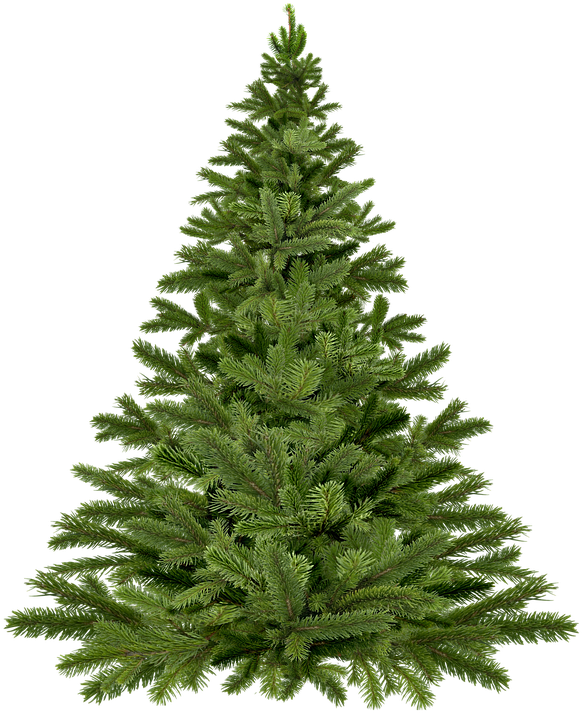 Cartoon Christmas Trees 19, Buy Clip Art - Елка Пнг (650x720)