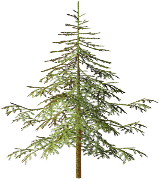 Spruce Tree Conifers Clip Art - Spruce Tree Conifers Clip Art (550x600)