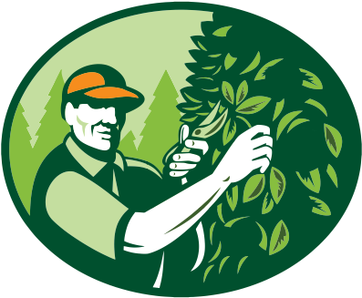 Custom Pruning - Clip Art Tree Prunning (400x400)