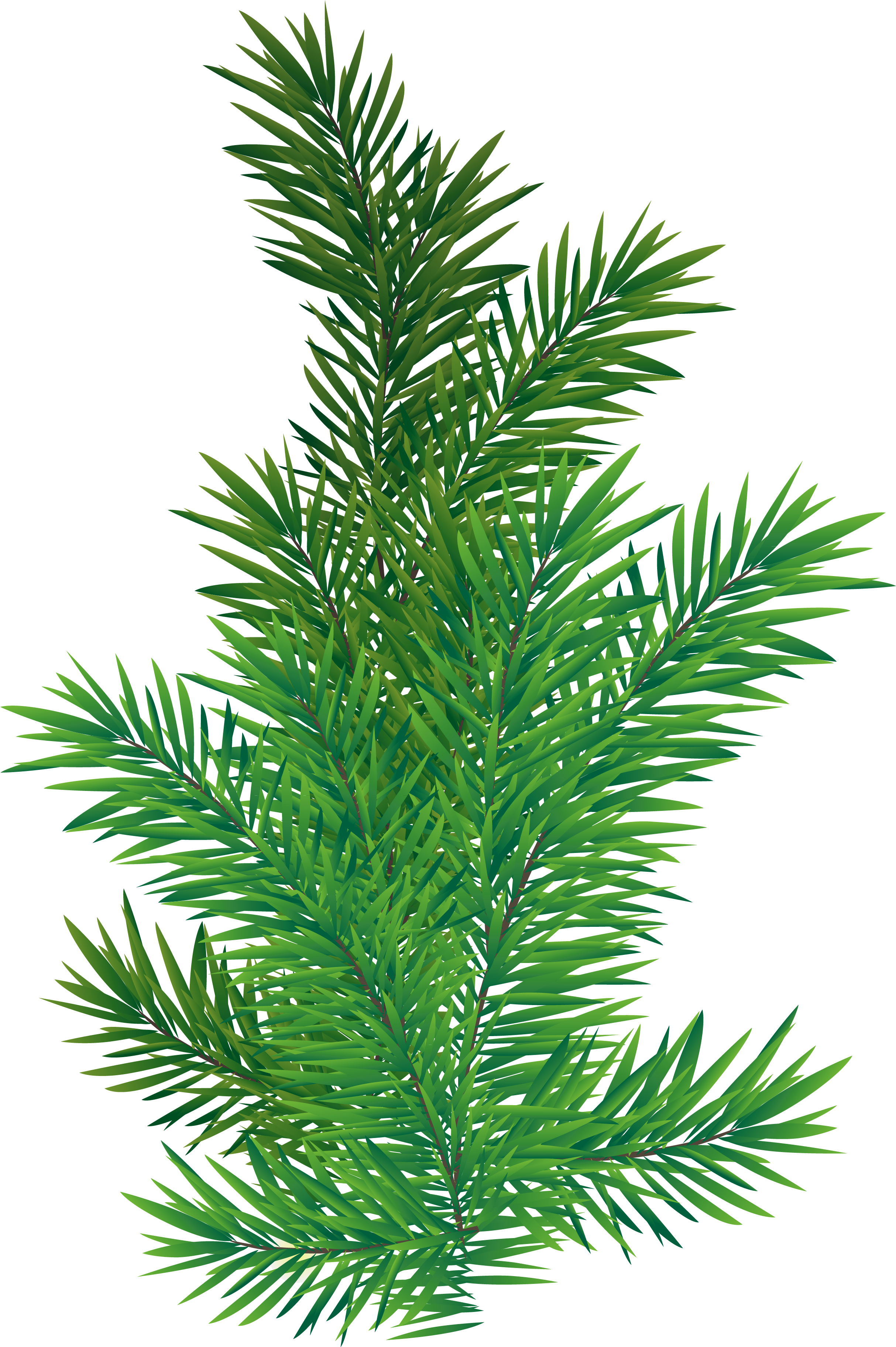 Pine Tree Branch Png (2695x3886)