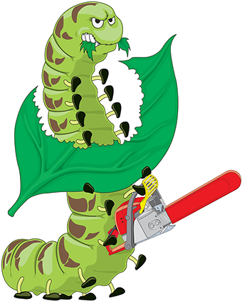 Green Caterpiller With Attitude - Insects (346x423)