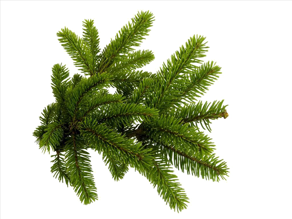 Spruce Branch Tree Clip Art - Spruce Branch Tree Clip Art (1024x768)