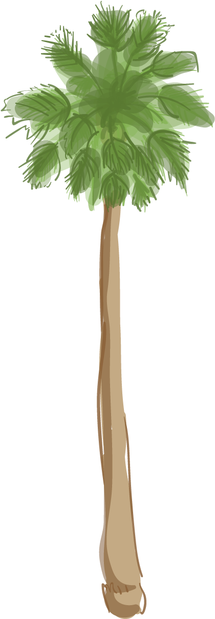 Canary Island Date Palm - California Palm Tree (455x1243)