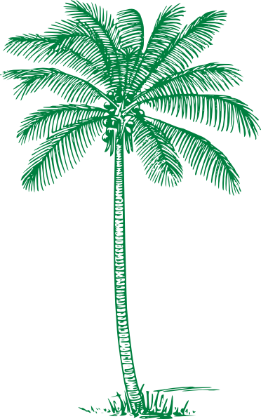 Mint Clipart Tree - Coconut Tree Line Art (372x597)