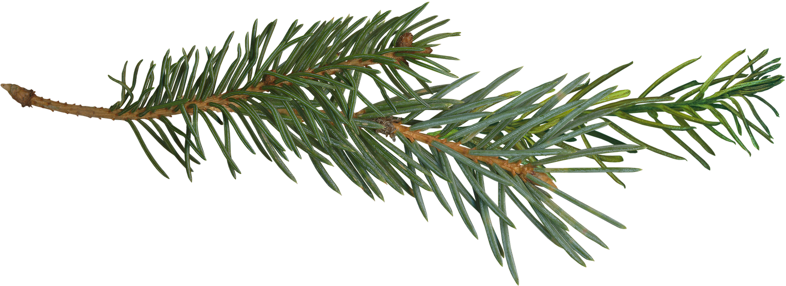Pine Branch Tree Clip Art - Pine Branch Tree Clip Art (1600x691)