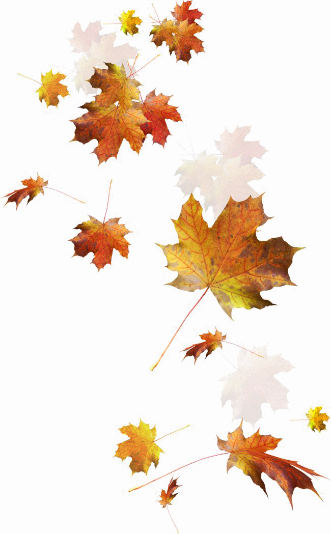 Falling Autumn Leaves Png Image - Autumn Leaves Falling Png (650x1049)