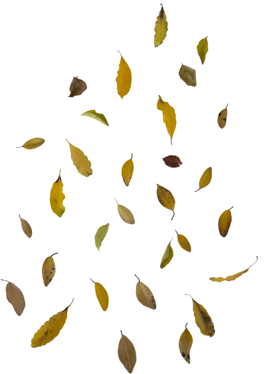 Falling Autumn Leaves Free Png Image - Falling Leaf Overlay Png (1024x1338)