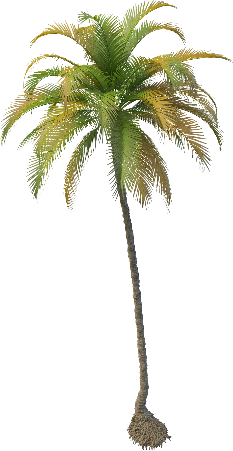 Coconut Clipart House - Coconut Tree Png File (2000x2000)