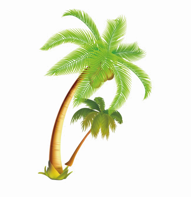 Coconut Tree Png Download Image - Coconut Tree Vector (650x670)