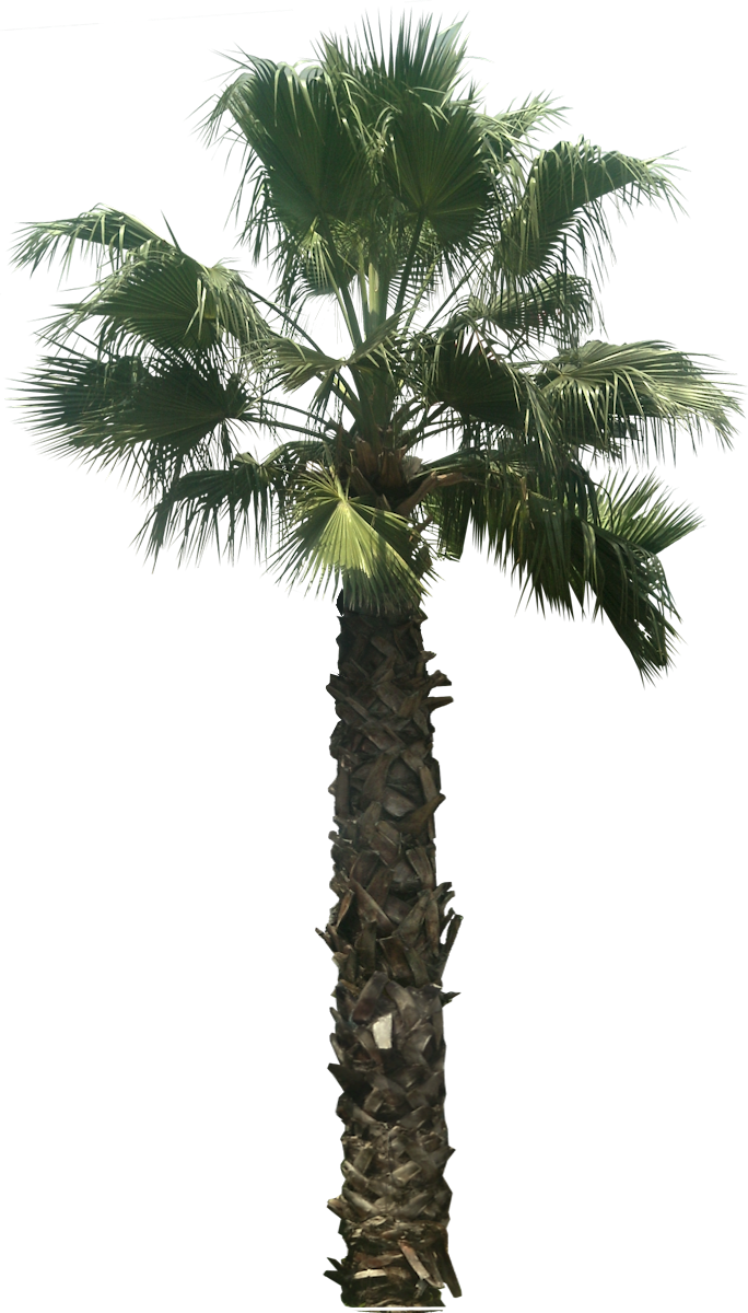 Arecaceae Desktop Wallpaper Tree Clip Art - Arecaceae Desktop Wallpaper Tree Clip Art (684x1200)
