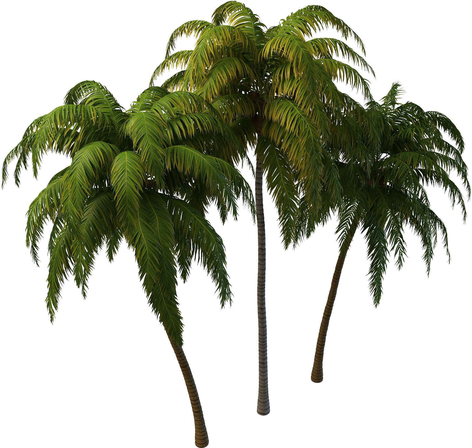 Coconut Tree Png Images Transparent Free Download - Coconut Tree Png (1644x1617)