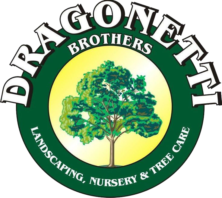 Dragonetti Brothers Landscaping, Nursery And Tree Care - Grey Trees Rechabites Bitter (736x657)