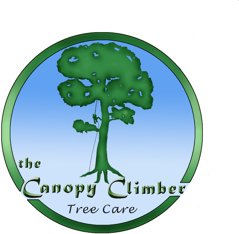 The Canopy Climber, Llc Logo - Gambel Oak (900x900)