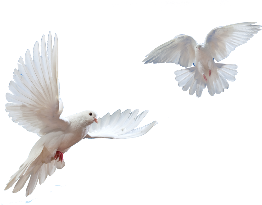 Doves Flying In Sky Png Image - Public Speaking By Stephen Outram 9780980292718 (paperback) (1032x1032)