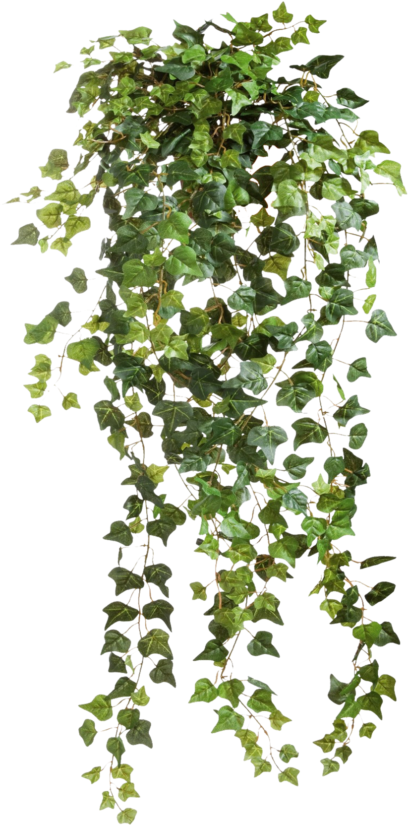 Ivy Vines Clear Cut Png Image - Ivy Png (900x1731)