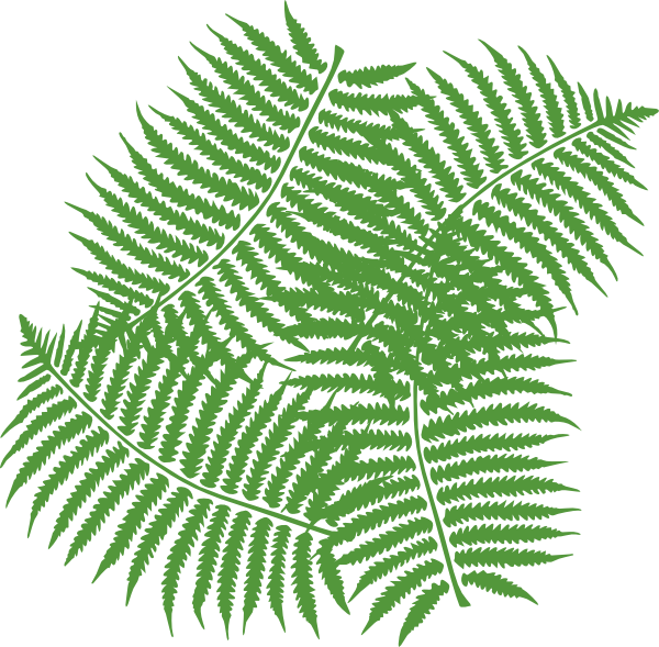 Jungle Tree Leaves Clipart - Fern Clip Art (600x589)