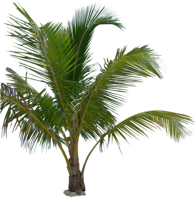 Palm Tree (900x675)