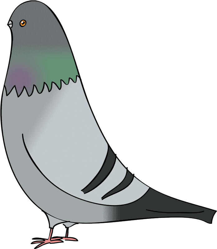 Columbidae Domestic Pigeon Bird Drawing Clip Art - Columbidae Domestic Pigeon Bird Drawing Clip Art (704x815)